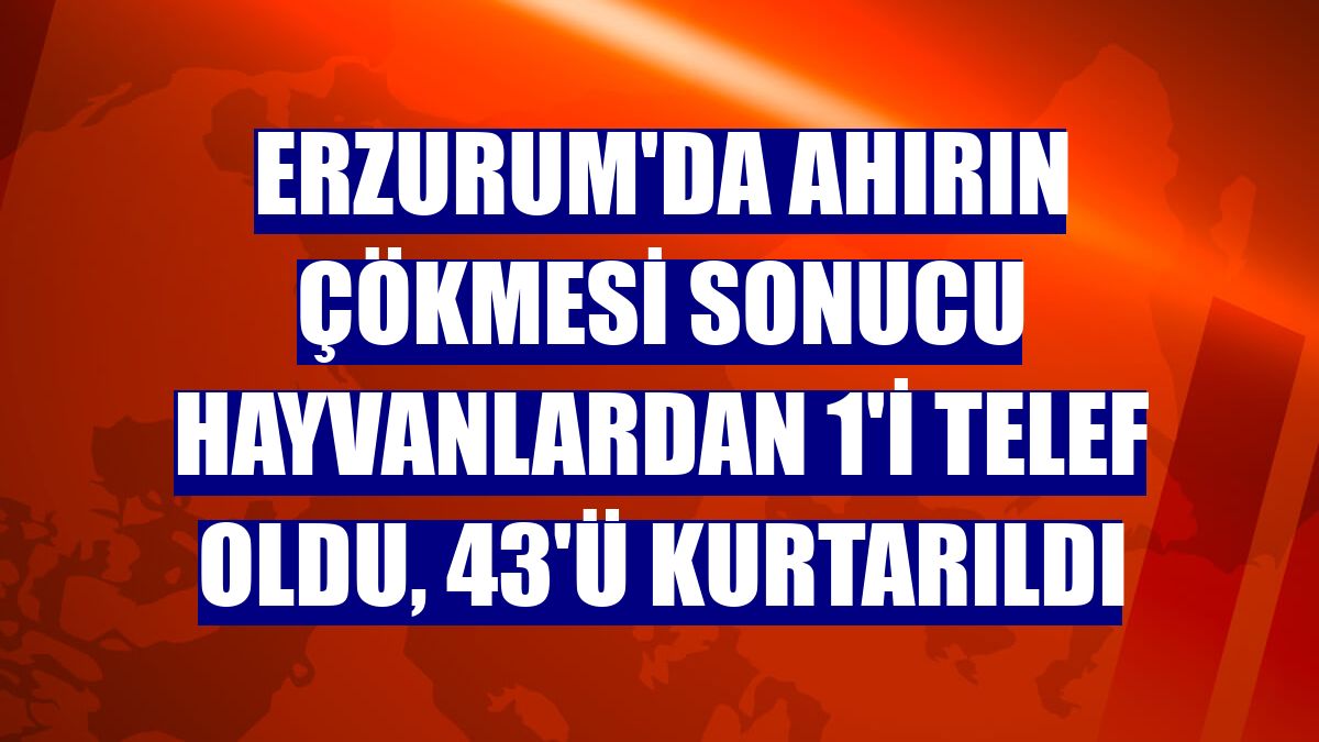 Erzurum'da ahırın çökmesi sonucu hayvanlardan 1'i telef oldu, 43'ü kurtarıldı