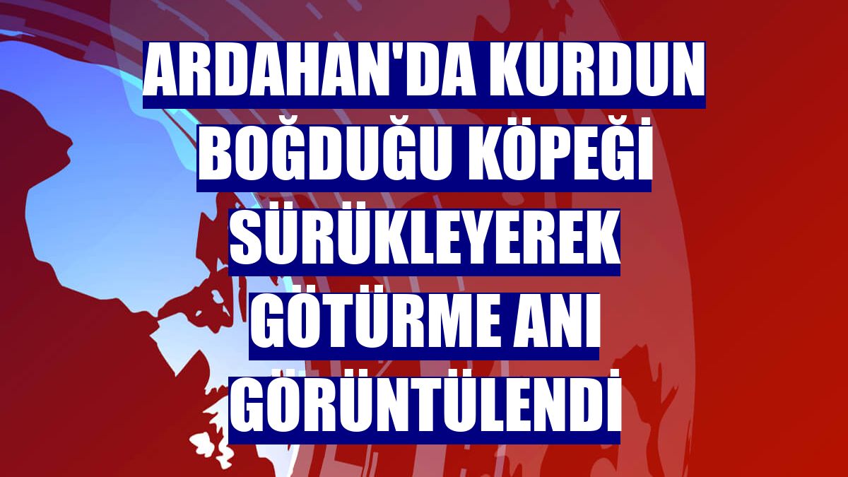 Ardahan'da kurdun boğduğu köpeği sürükleyerek götürme anı görüntülendi