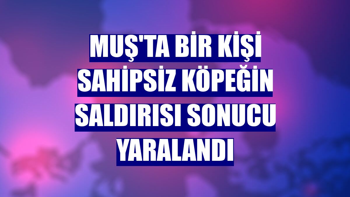 Muş'ta bir kişi sahipsiz köpeğin saldırısı sonucu yaralandı