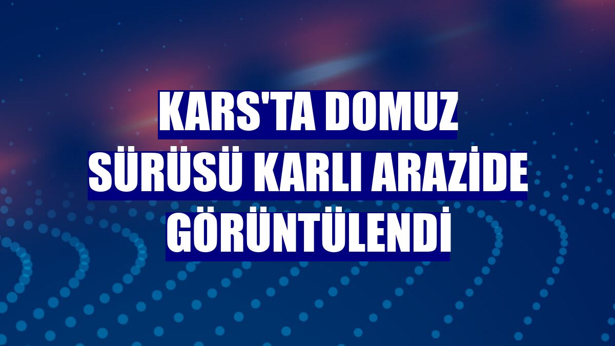Kars'ta domuz sürüsü karlı arazide görüntülendi