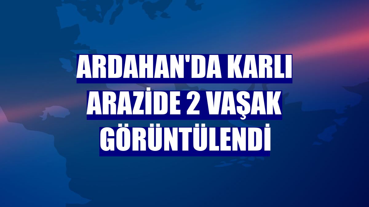 Ardahan'da karlı arazide 2 vaşak görüntülendi