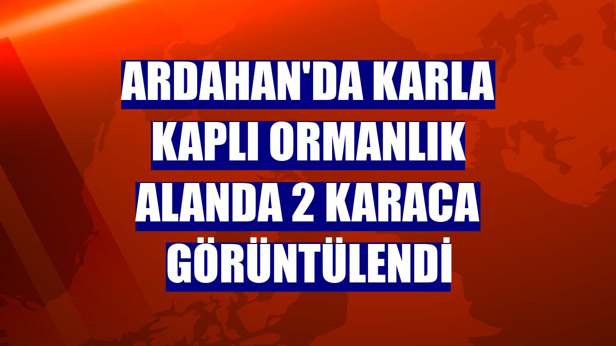 Ardahan'da karla kaplı ormanlık alanda 2 karaca görüntülendi