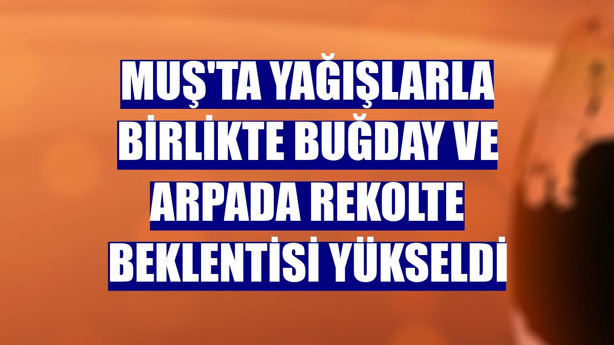 Muş'ta yağışlarla birlikte buğday ve arpada rekolte beklentisi yükseldi