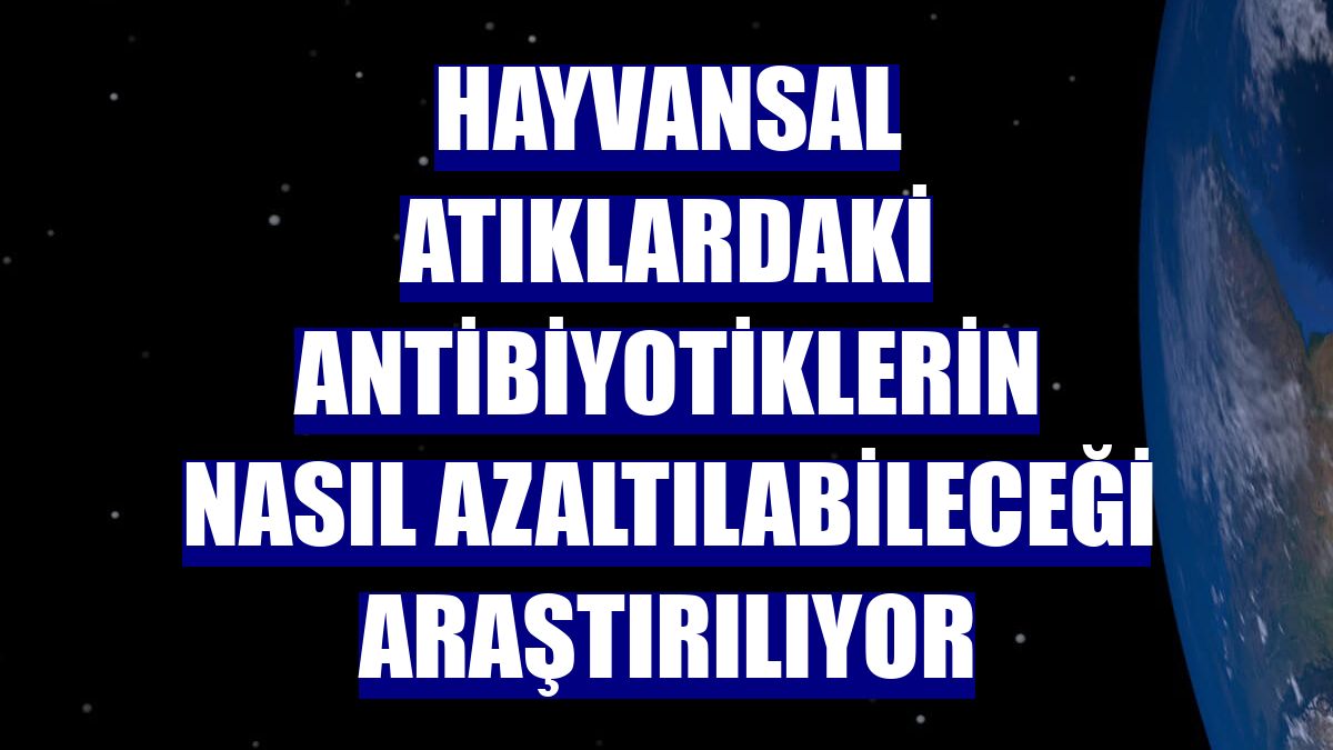 Hayvansal atıklardaki antibiyotiklerin nasıl azaltılabileceği araştırılıyor