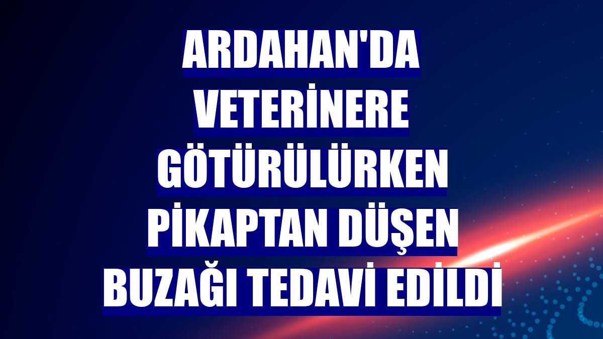 Ardahan'da veterinere götürülürken pikaptan düşen buzağı tedavi edildi