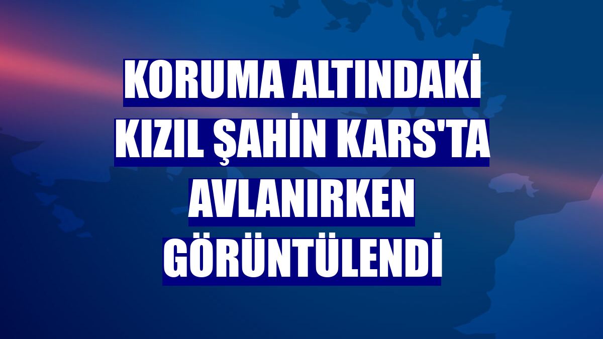 Koruma altındaki kızıl şahin Kars'ta avlanırken görüntülendi