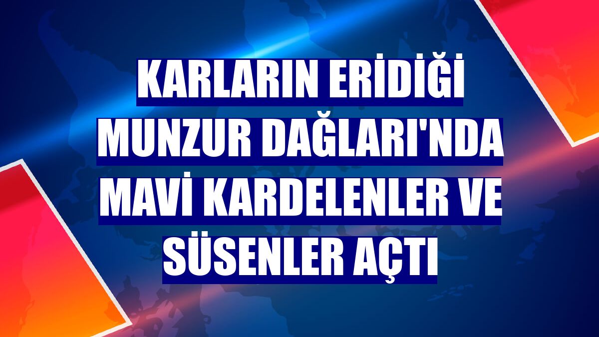 Karların eridiği Munzur Dağları'nda mavi kardelenler ve süsenler açtı