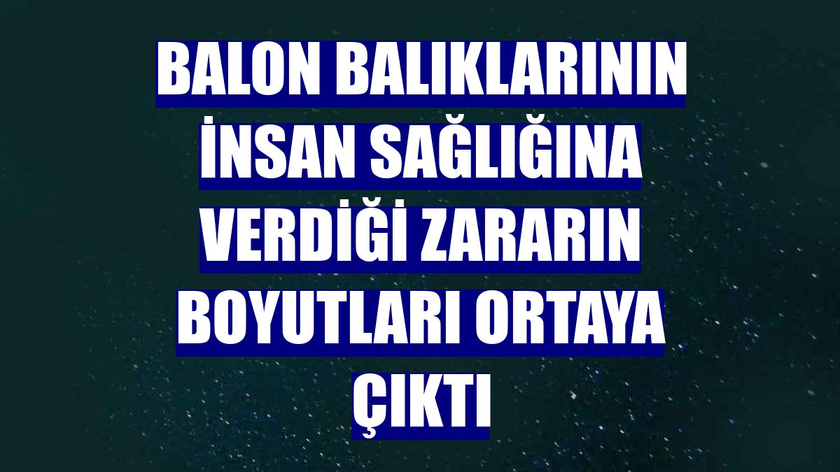 Balon balıklarının insan sağlığına verdiği zararın boyutları ortaya çıktı