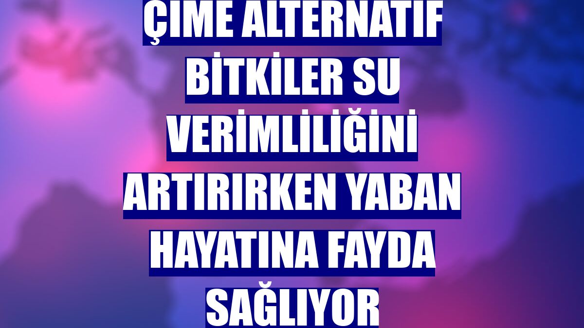 Çime alternatif bitkiler su verimliliğini artırırken yaban hayatına fayda sağlıyor