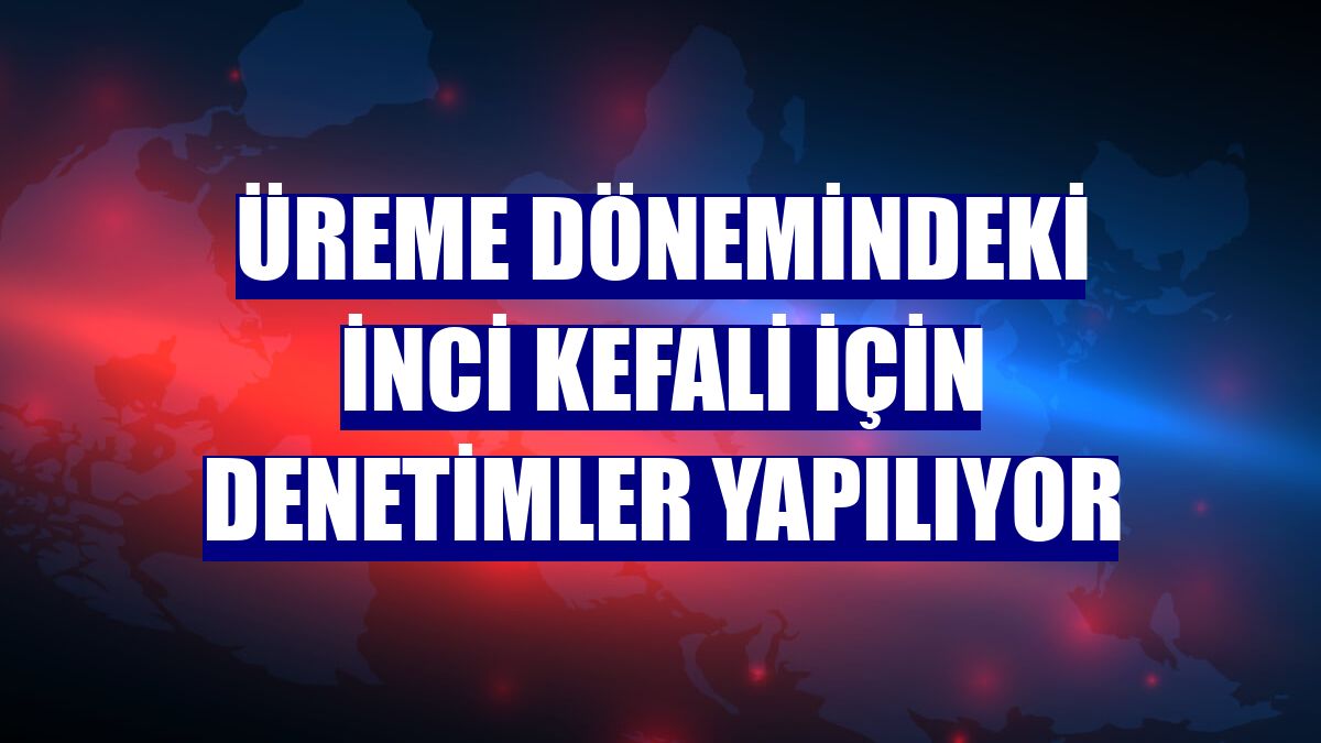 Üreme dönemindeki inci kefali için denetimler yapılıyor