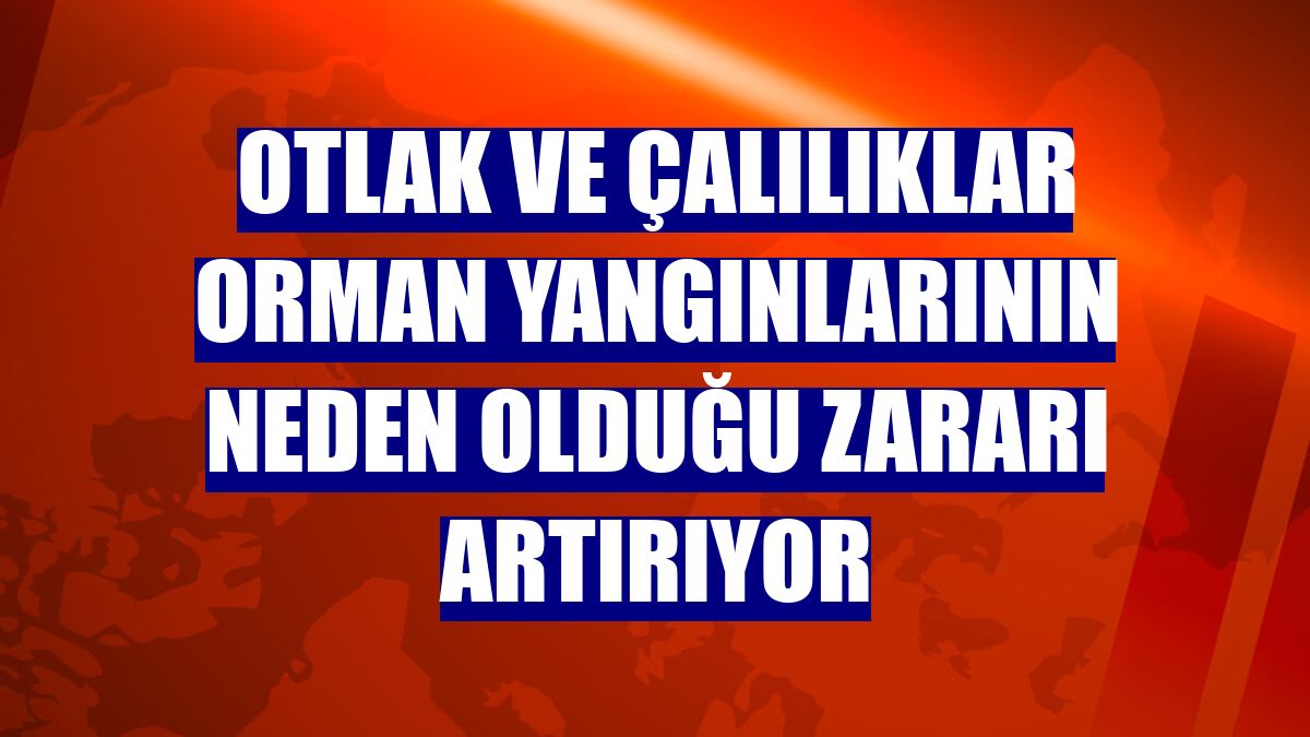 Otlak ve çalılıklar orman yangınlarının neden olduğu zararı artırıyor