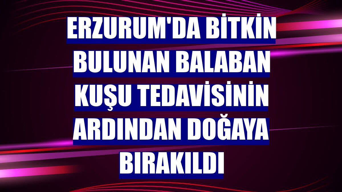Erzurum'da bitkin bulunan balaban kuşu tedavisinin ardından doğaya bırakıldı