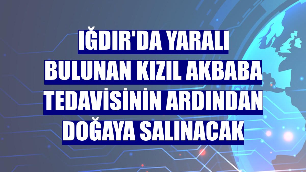 Iğdır'da yaralı bulunan kızıl akbaba tedavisinin ardından doğaya salınacak