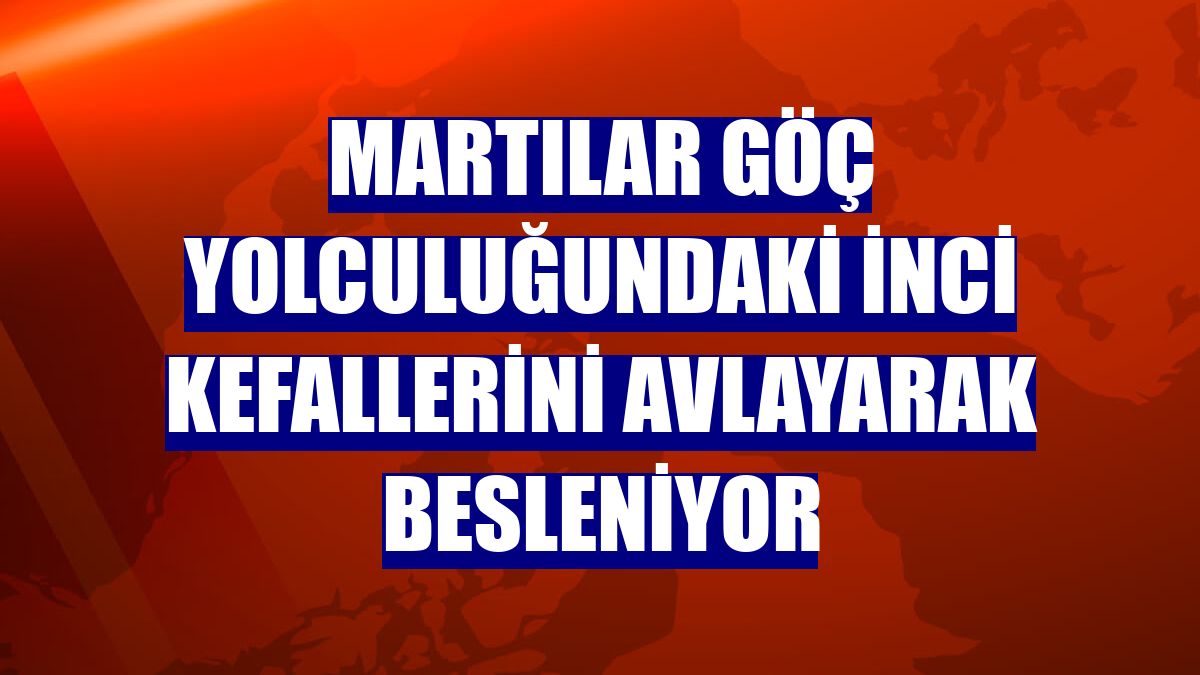 Martılar göç yolculuğundaki inci kefallerini avlayarak besleniyor