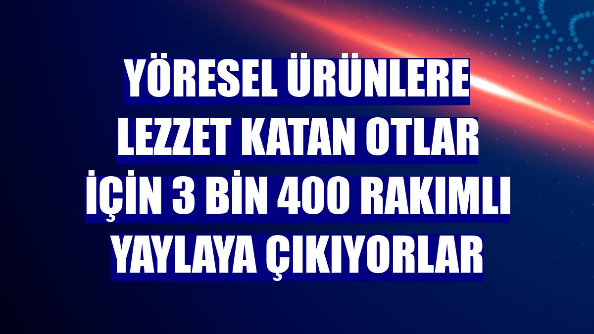Yöresel ürünlere lezzet katan otlar için 3 bin 400 rakımlı yaylaya çıkıyorlar