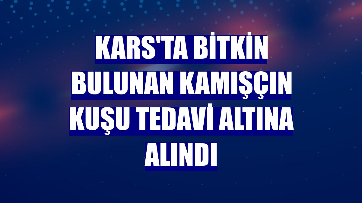 Kars'ta bitkin bulunan kamışçın kuşu tedavi altına alındı