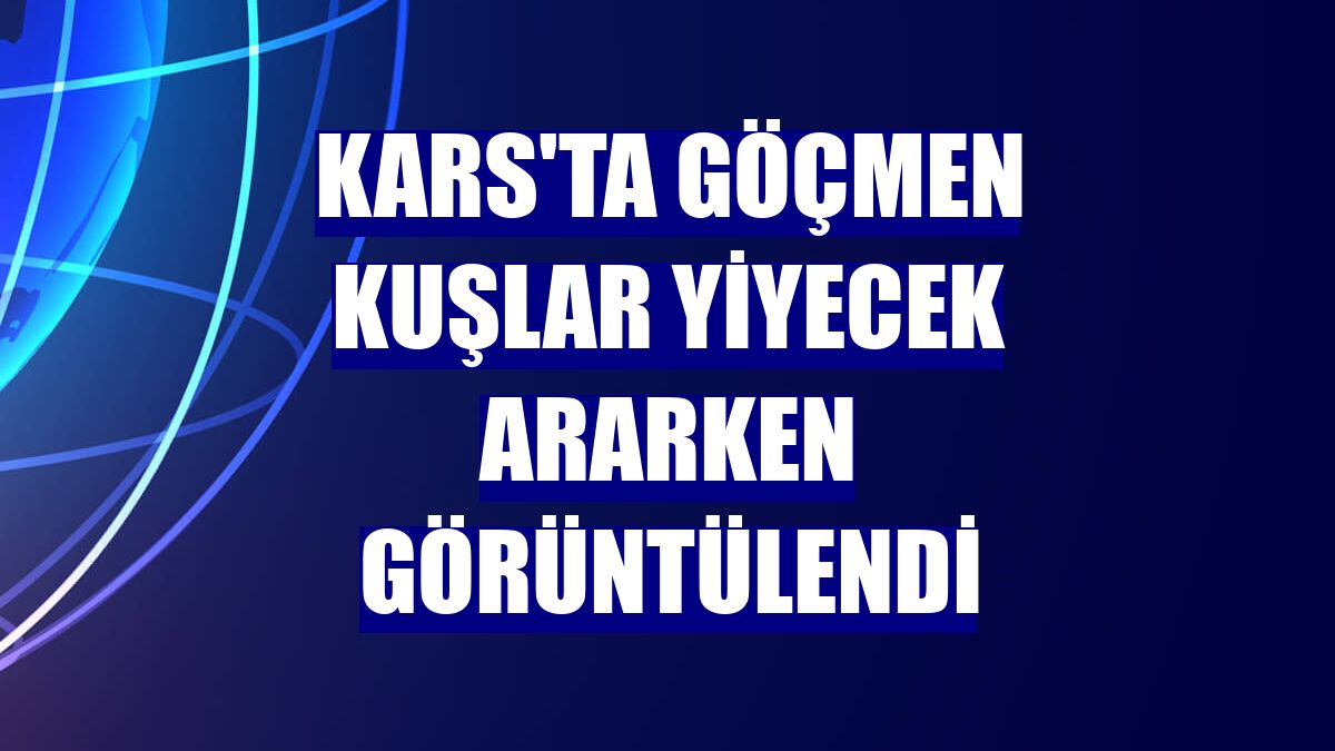 Kars'ta göçmen kuşlar yiyecek ararken görüntülendi