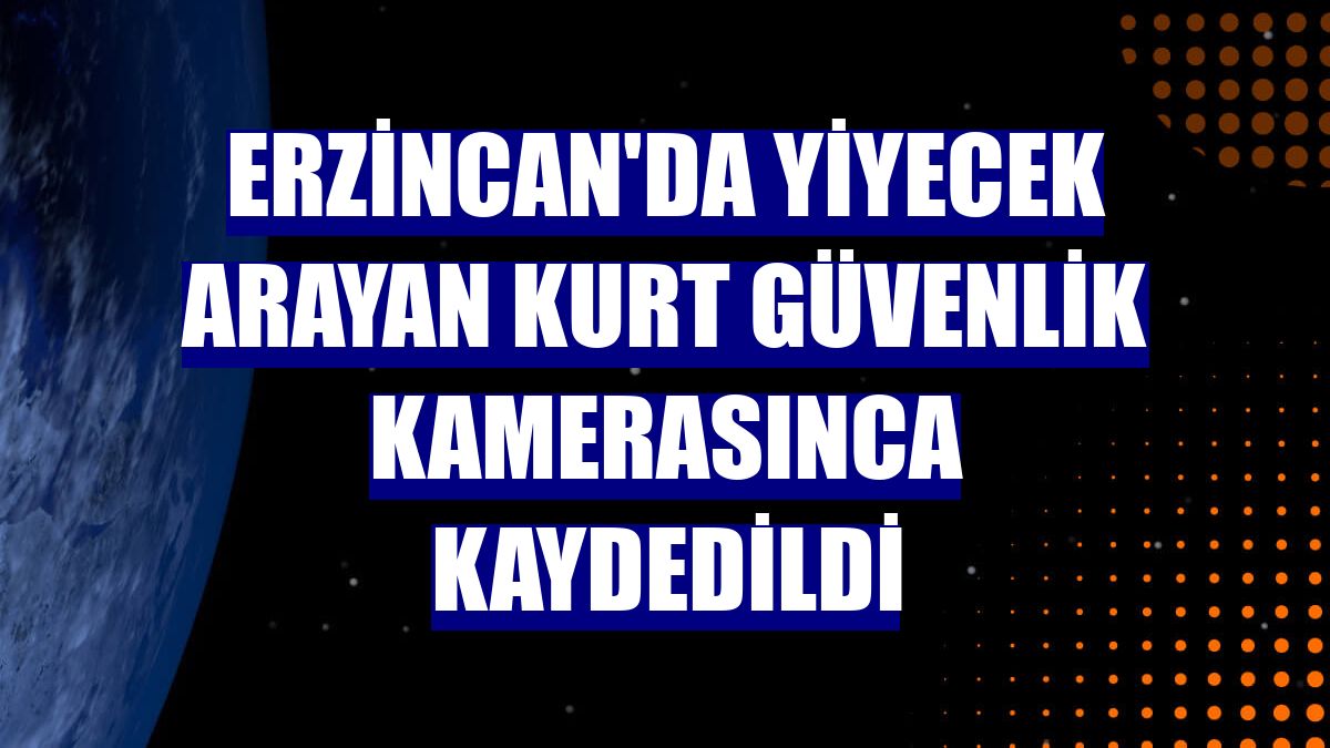 Erzincan'da yiyecek arayan kurt güvenlik kamerasınca kaydedildi