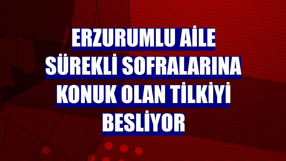 Erzurumlu aile sürekli sofralarına konuk olan tilkiyi besliyor
