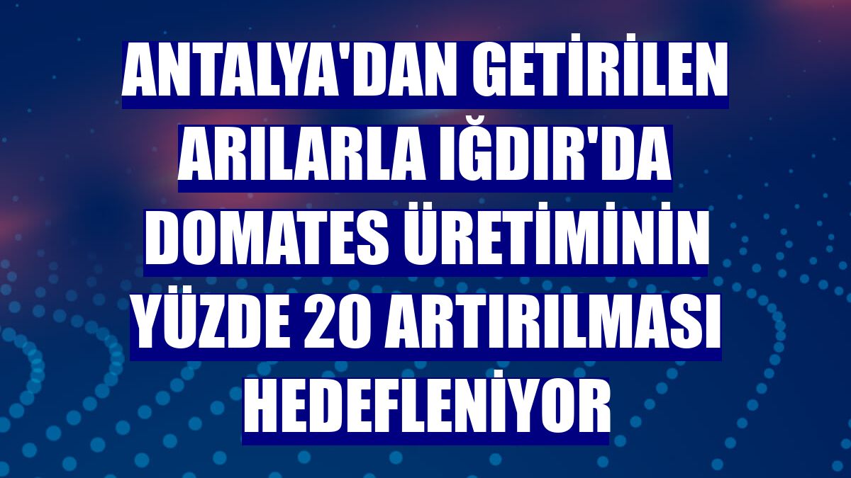 Antalya'dan getirilen arılarla Iğdır'da domates üretiminin yüzde 20 artırılması hedefleniyor