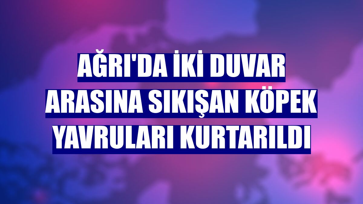 Ağrı'da iki duvar arasına sıkışan köpek yavruları kurtarıldı