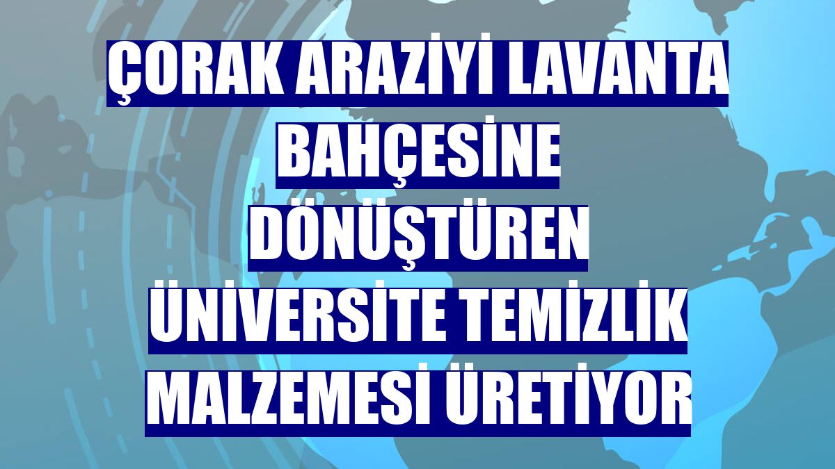 Çorak araziyi lavanta bahçesine dönüştüren üniversite temizlik malzemesi üretiyor