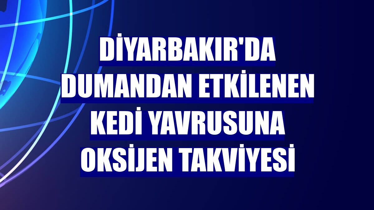 Diyarbakır'da dumandan etkilenen kedi yavrusuna oksijen takviyesi