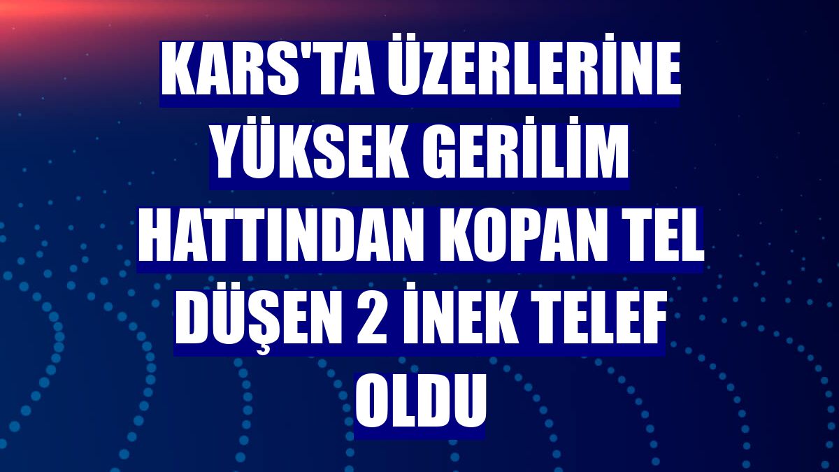 Kars'ta üzerlerine yüksek gerilim hattından kopan tel düşen 2 inek telef oldu