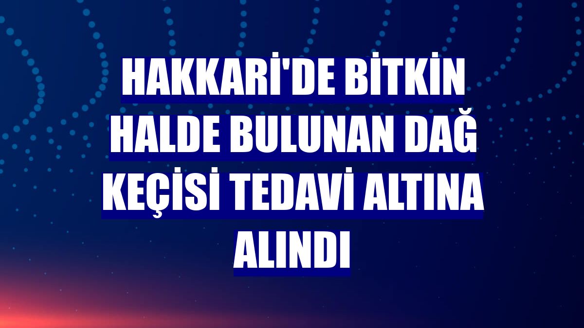 Hakkari'de bitkin halde bulunan dağ keçisi tedavi altına alındı