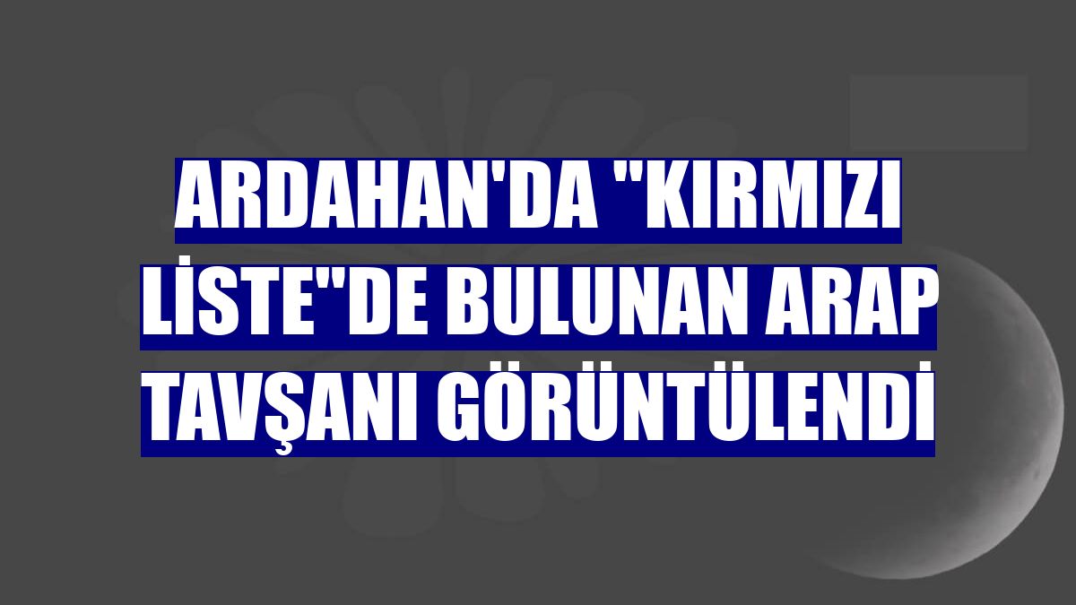 Ardahan'da "kırmızı liste"de bulunan Arap tavşanı görüntülendi