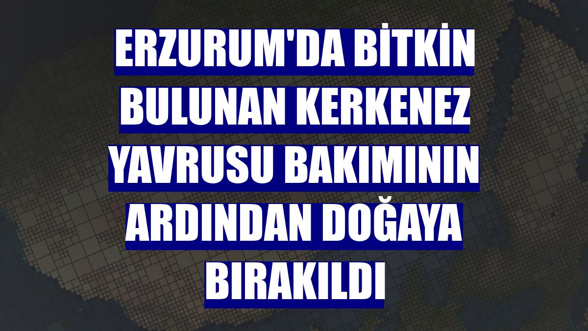 Erzurum'da bitkin bulunan kerkenez yavrusu bakımının ardından doğaya bırakıldı