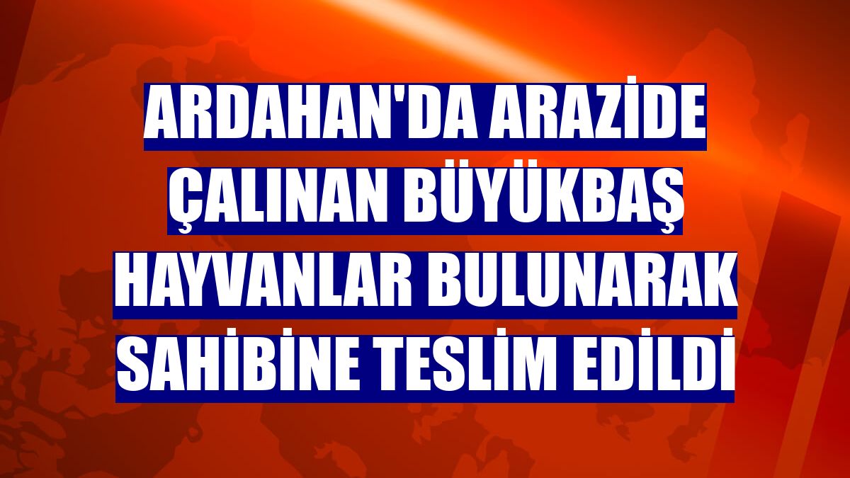 Ardahan'da arazide çalınan büyükbaş hayvanlar bulunarak sahibine teslim edildi