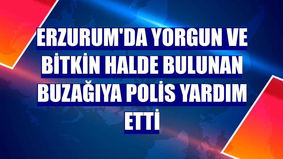 Erzurum'da yorgun ve bitkin halde bulunan buzağıya polis yardım etti