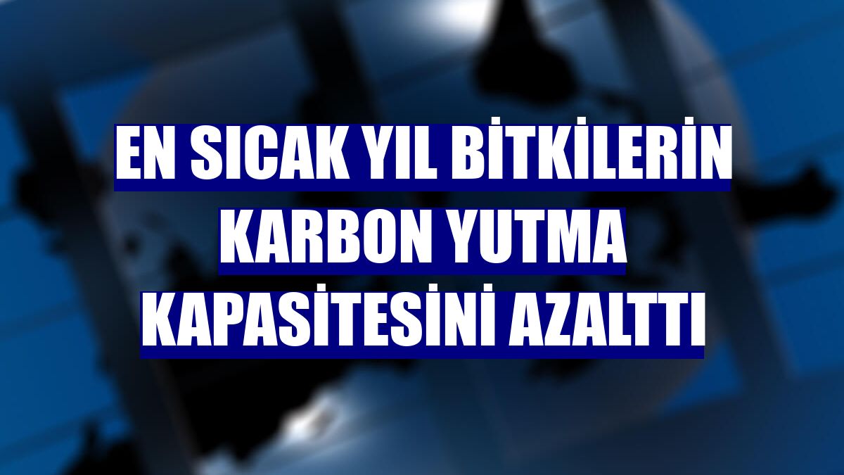 En sıcak yıl bitkilerin karbon yutma kapasitesini azalttı