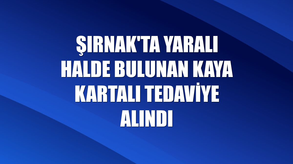 Şırnak'ta yaralı halde bulunan kaya kartalı tedaviye alındı