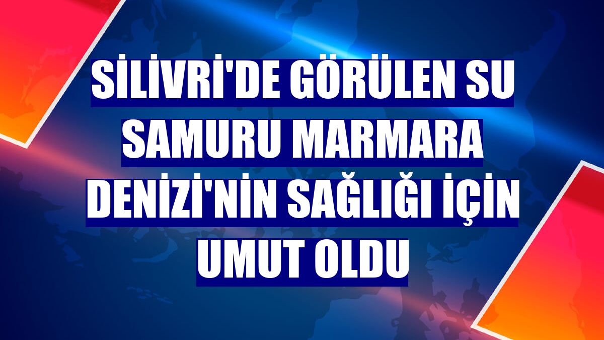 Silivri'de görülen su samuru Marmara Denizi'nin sağlığı için umut oldu