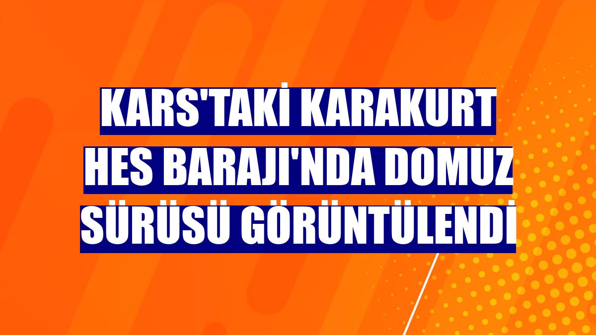 Kars'taki Karakurt HES Barajı'nda domuz sürüsü görüntülendi