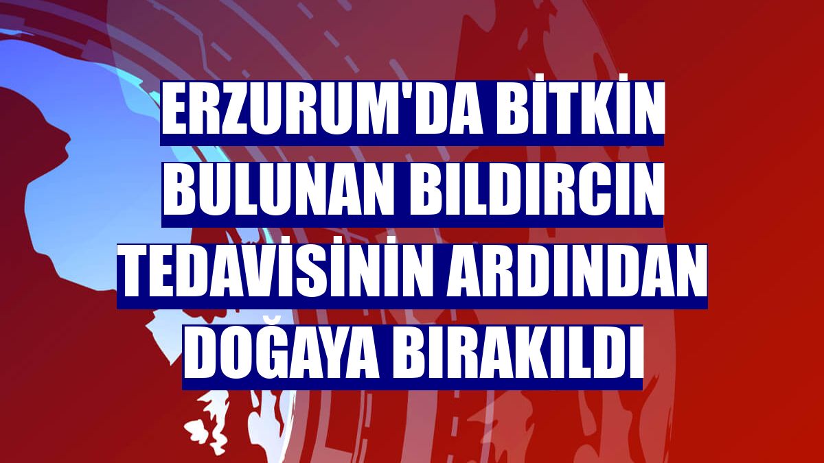 Erzurum'da bitkin bulunan bıldırcın tedavisinin ardından doğaya bırakıldı