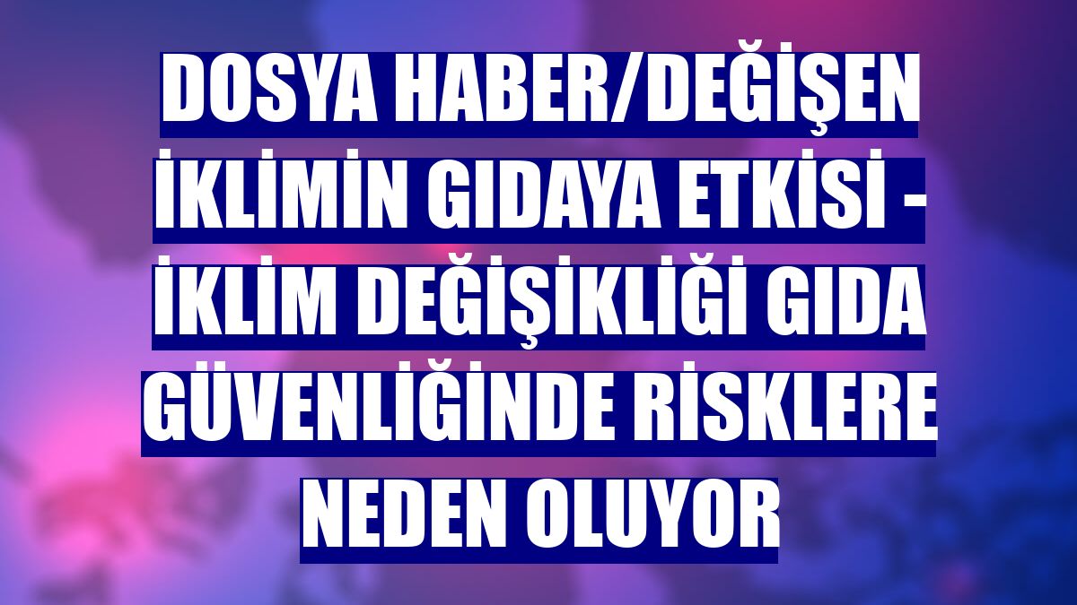DOSYA HABER/DEĞİŞEN İKLİMİN GIDAYA ETKİSİ - İklim değişikliği gıda güvenliğinde risklere neden oluyor