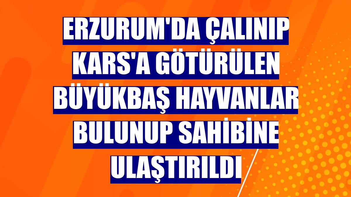 Erzurum'da çalınıp Kars'a götürülen büyükbaş hayvanlar bulunup sahibine ulaştırıldı