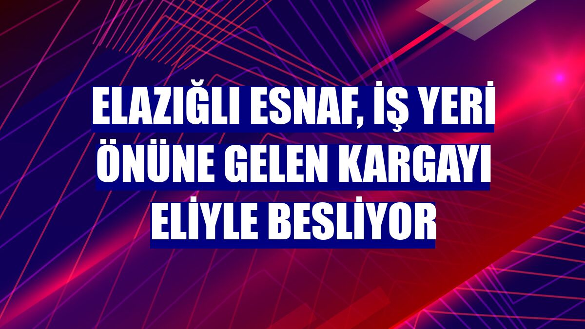 Elazığlı esnaf, iş yeri önüne gelen kargayı eliyle besliyor