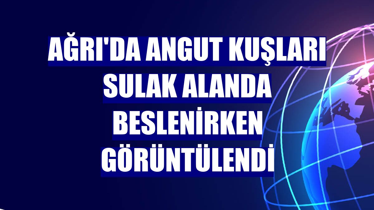 Ağrı'da angut kuşları sulak alanda beslenirken görüntülendi