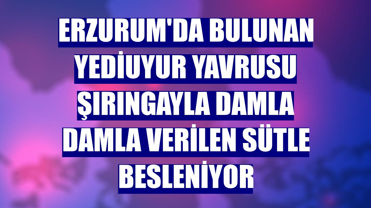 Erzurum'da bulunan yediuyur yavrusu şırıngayla damla damla verilen sütle besleniyor