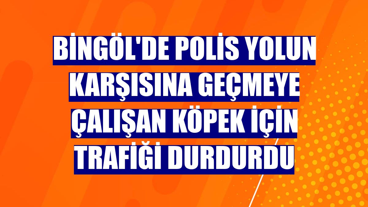 Bingöl'de polis yolun karşısına geçmeye çalışan köpek için trafiği durdurdu