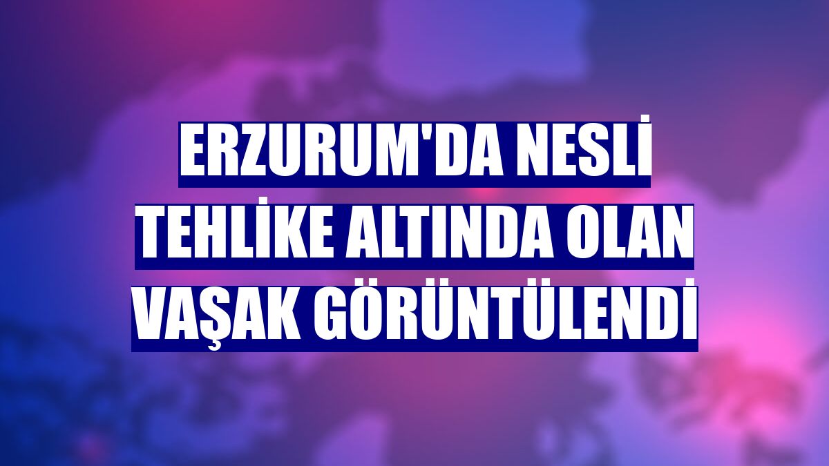 Erzurum'da nesli tehlike altında olan vaşak görüntülendi