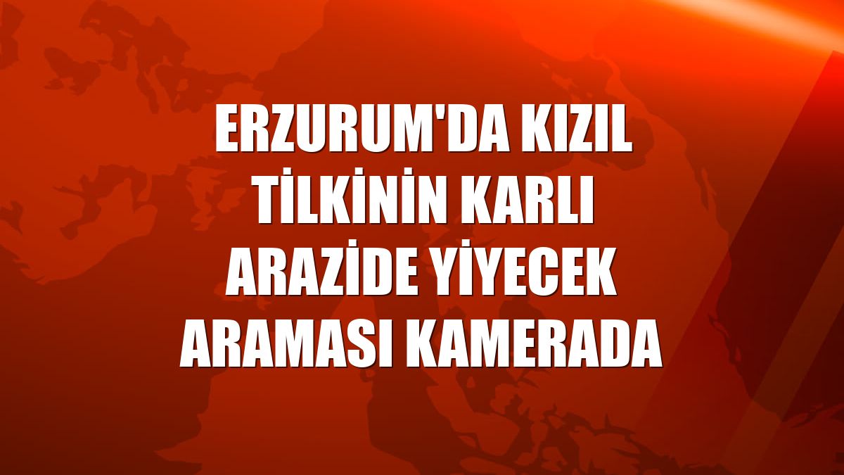 Erzurum'da kızıl tilkinin karlı arazide yiyecek araması kamerada
