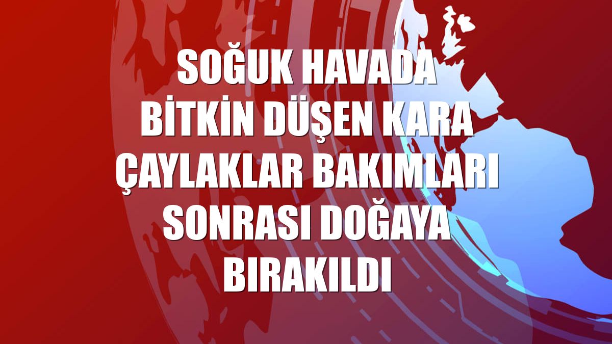 Soğuk havada bitkin düşen kara çaylaklar bakımları sonrası doğaya bırakıldı