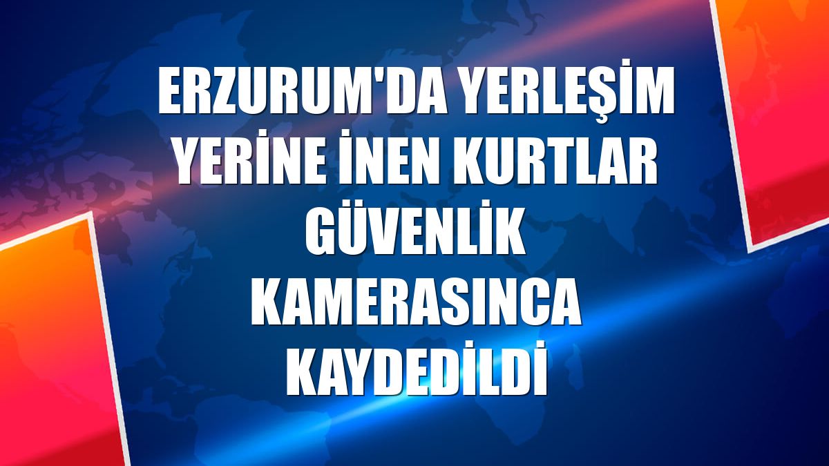 Erzurum'da yerleşim yerine inen kurtlar güvenlik kamerasınca kaydedildi