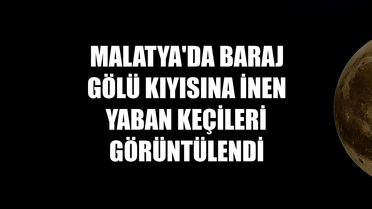 Malatya'da baraj gölü kıyısına inen yaban keçileri görüntülendi