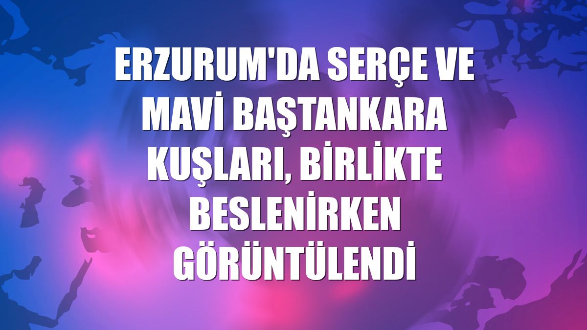 Erzurum'da serçe ve mavi baştankara kuşları, birlikte beslenirken görüntülendi